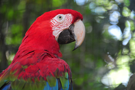 Parque das Aves